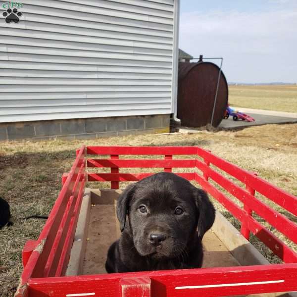 mark, Yellow Labrador Retriever Puppy